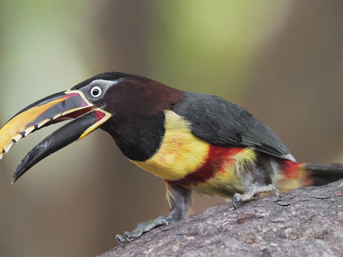 Красивый тукан сидит на дереве 