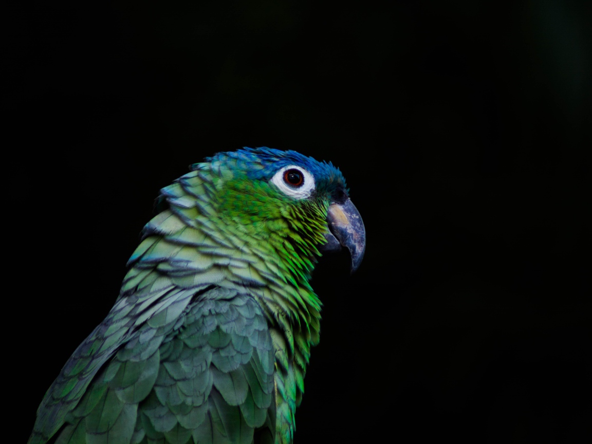Зеленый попугай на черном фоне крупным планом