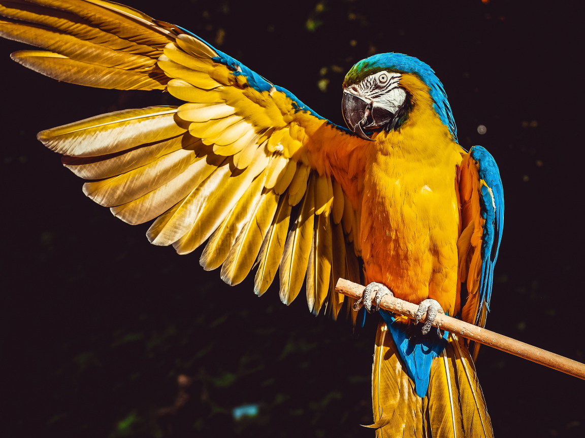 Большой сине-желтый попугай сидит на ветке