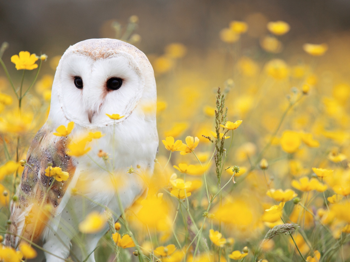 Большая белая сова сидит в желтых цветах