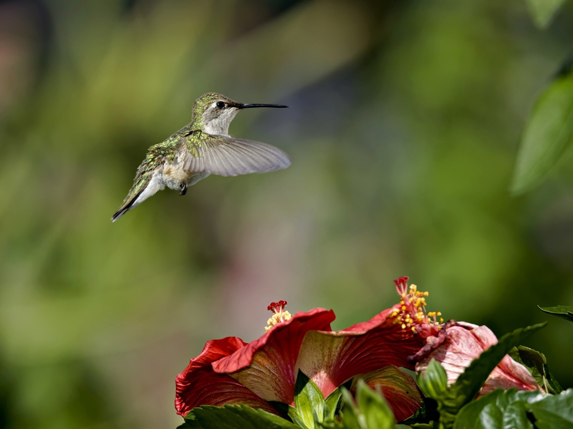 Маленькая птичка колибри летает над красными цветами гибискуса