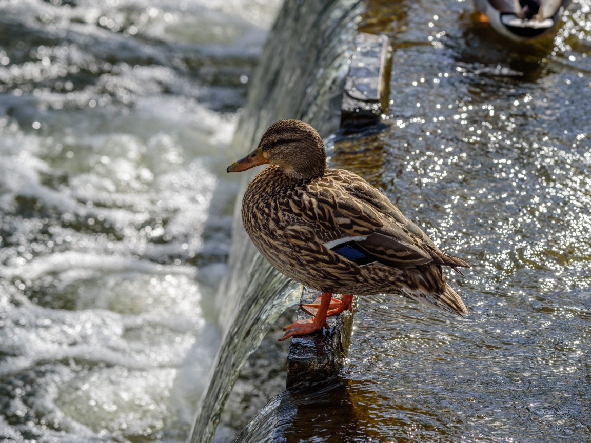 Маленькая серая утка у воды