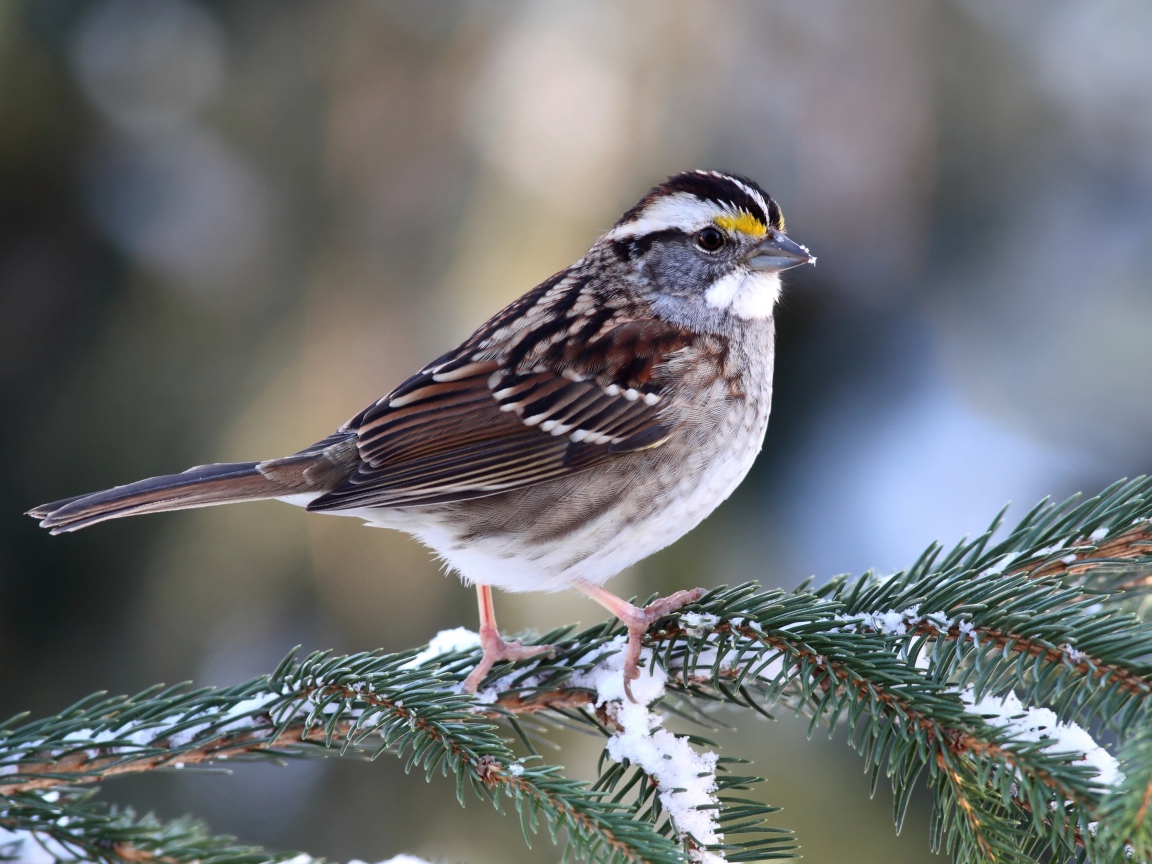 Маленький воробей сидит на еловой ветки зимой