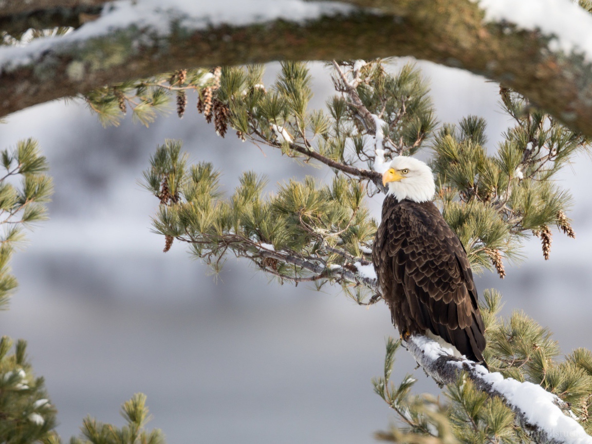 Белоголовый Орлан сидит на заснеженной ветке зимой