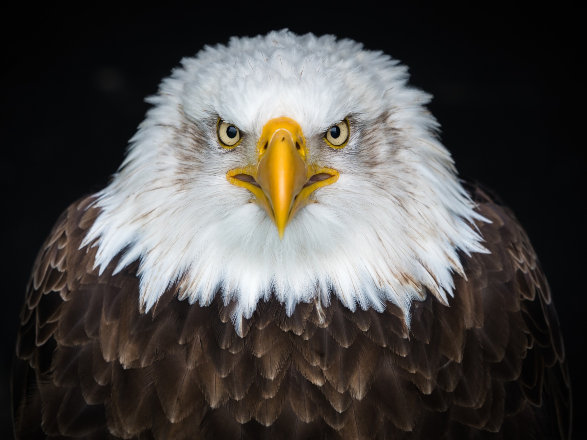 Белоголовый орлан на черном фоне крупным планом