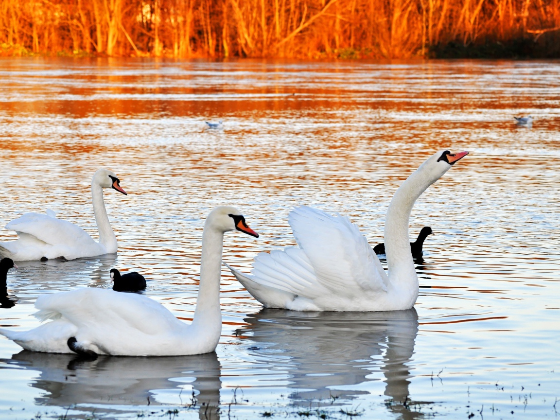 Красивые белые лебеди на пруду