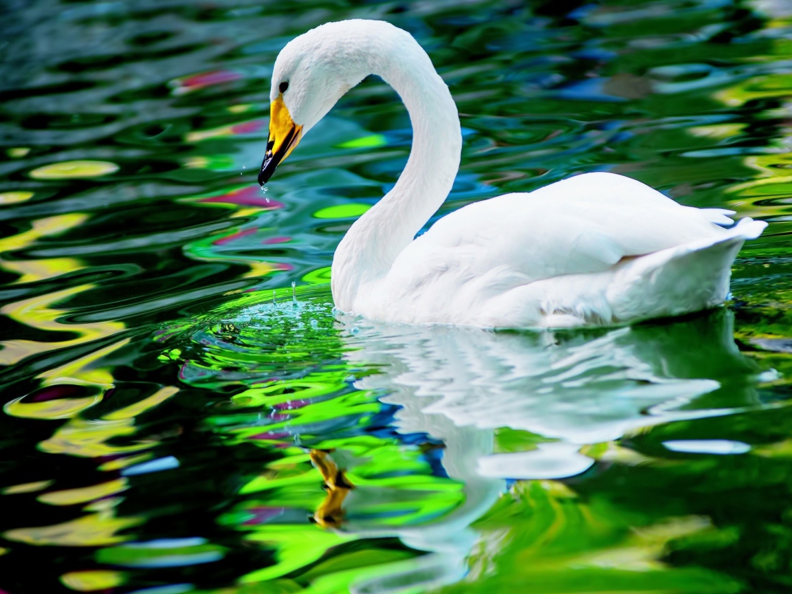 Большой красивый белый лебедь в воде