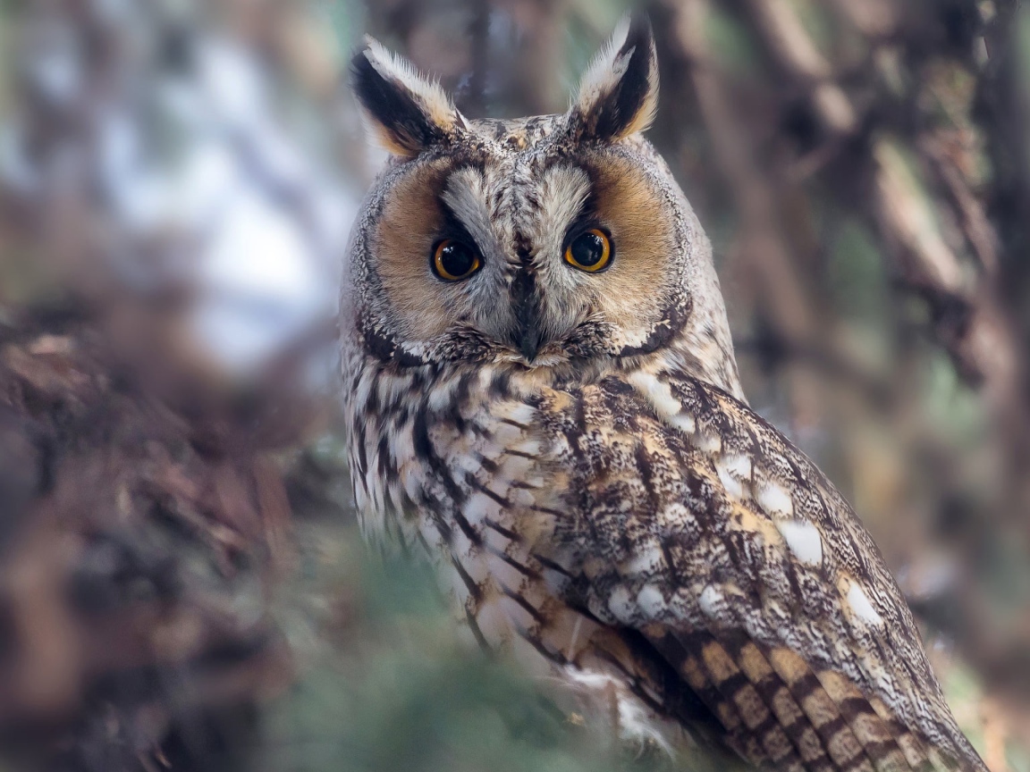 Большая сова с желтыми глазами на дереве