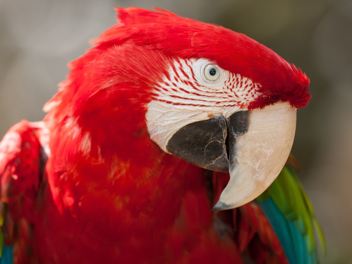 Большой красный ара крупным планом