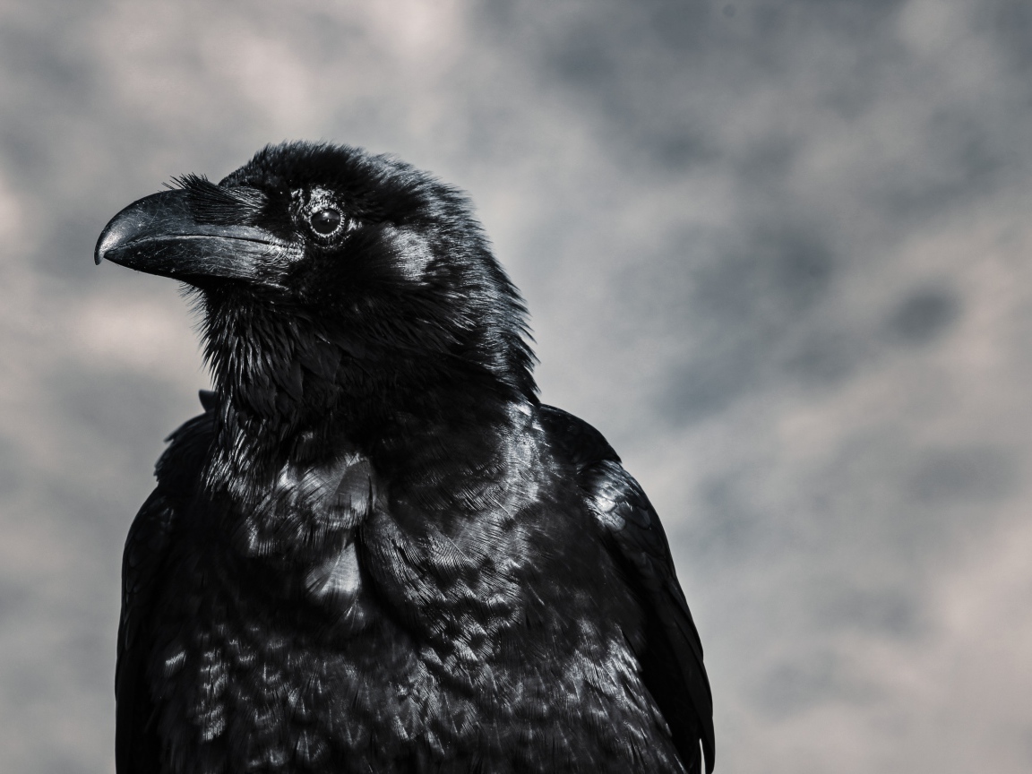 Черный ворон крупным планом на сером фоне