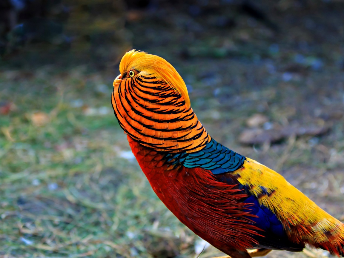 Яркий красивый золотой фазан