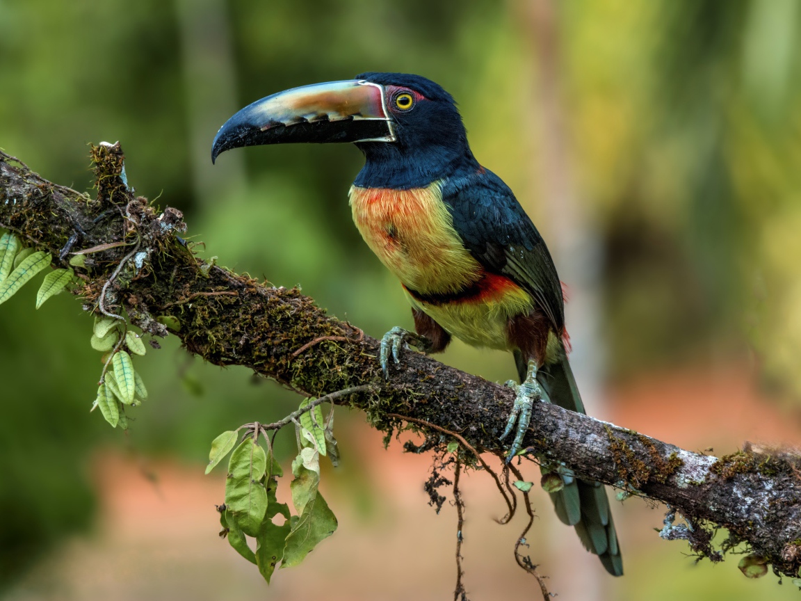 Ошейниковый арасари с длинным клювом на ветке