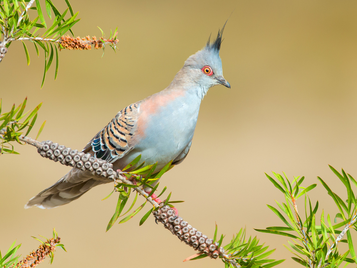 Хохлатый бронзовокрылый голубь на ветке дерева
