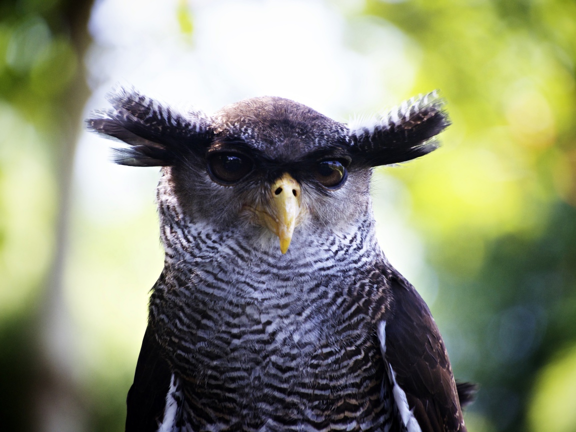 Забавная сова крупным планом