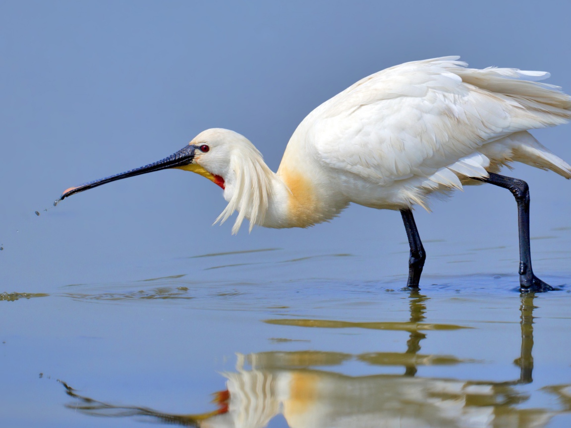 Большая белая цапля в воде 