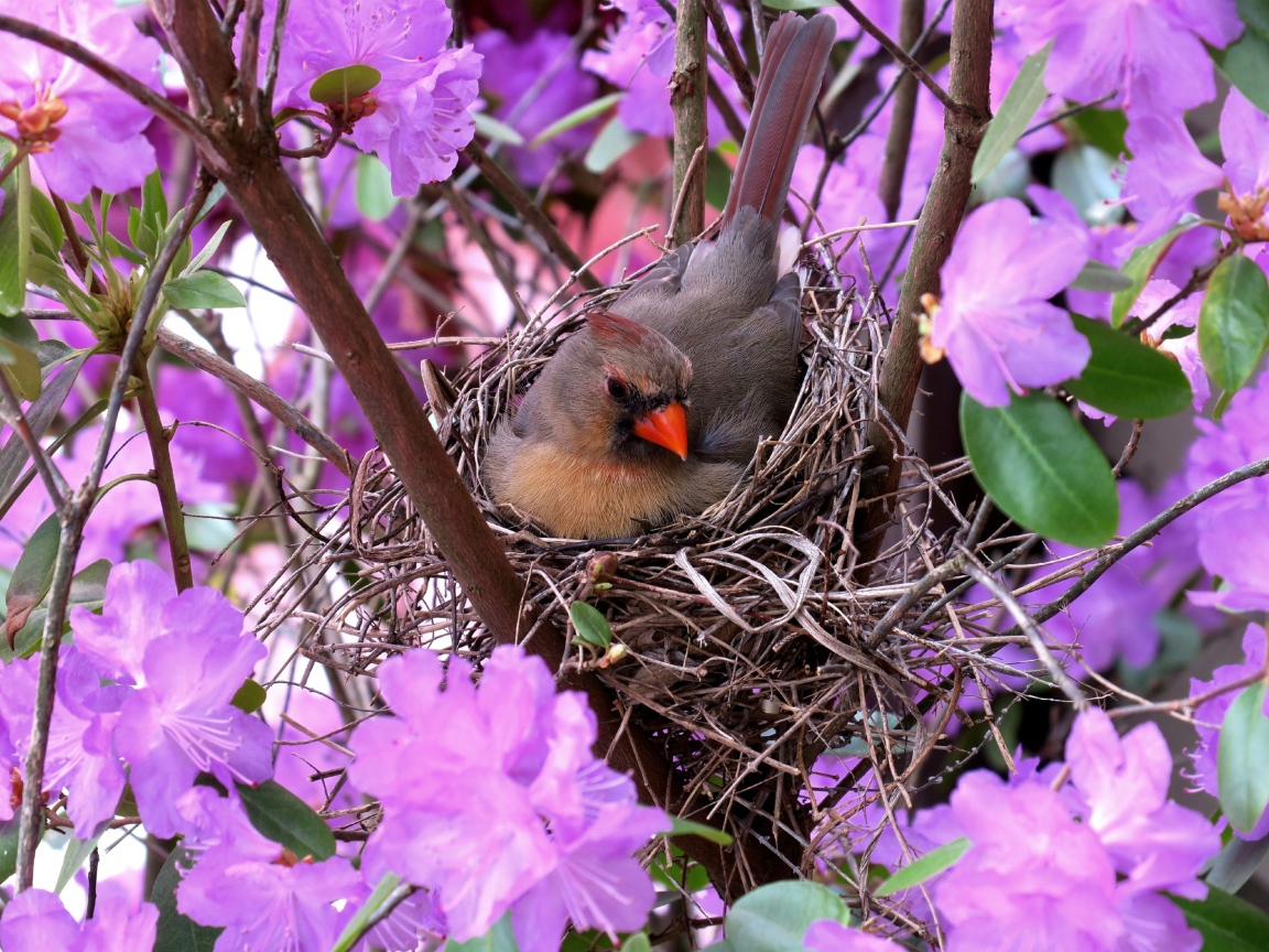 Маленькая птичка кардинал в гнезде среди цветов