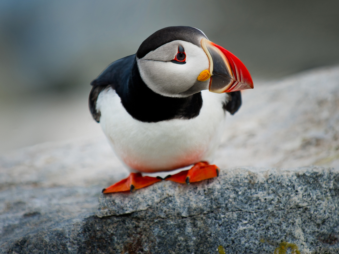 Маленький грустный тупик на камне