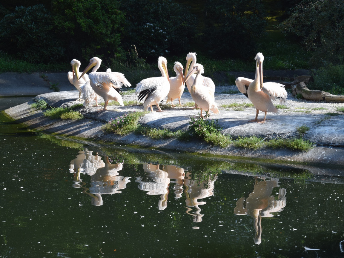 Много пеликанов на берегу водоема