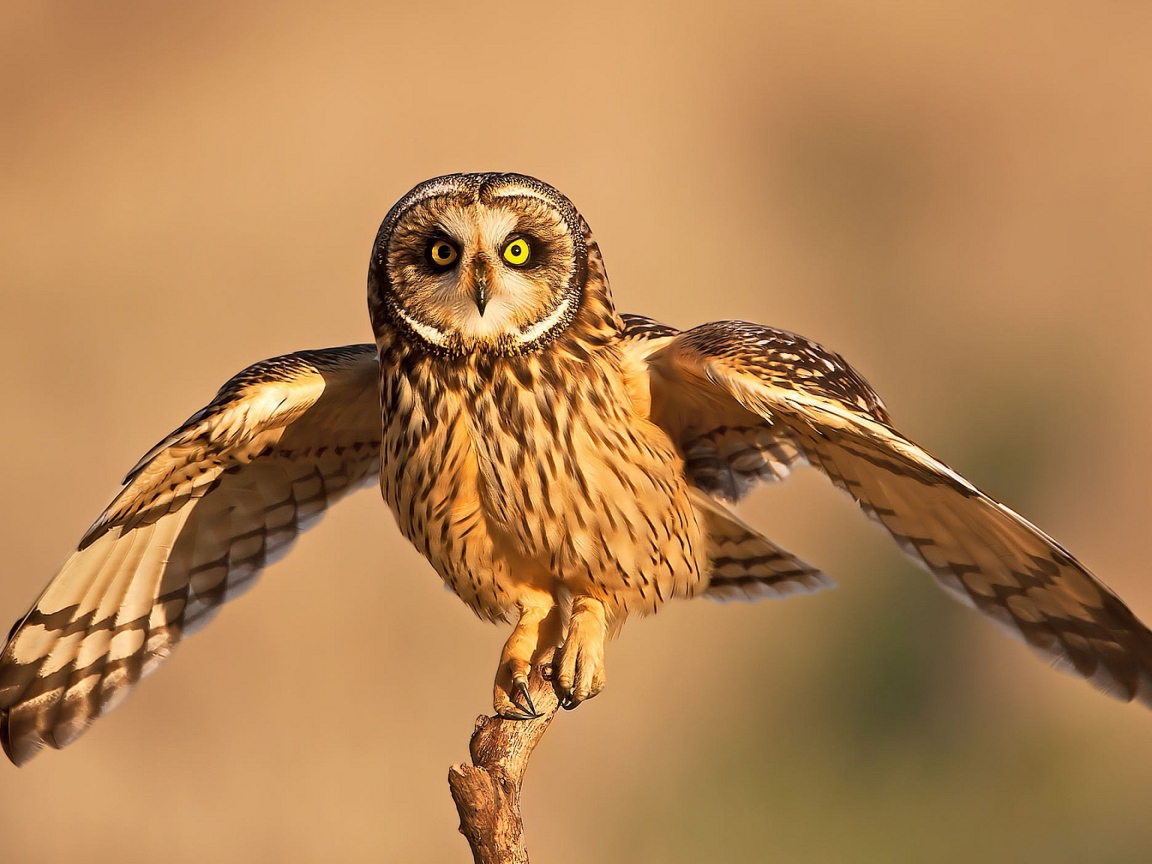 Сова взлетает с ветки 