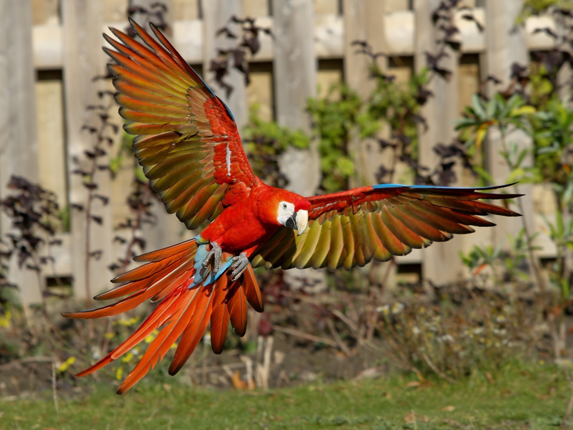 Попугай красный ара в полете 