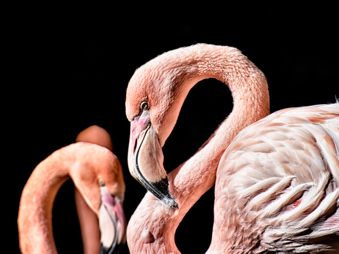 Розовый фламинго на черном фоне крупным планом