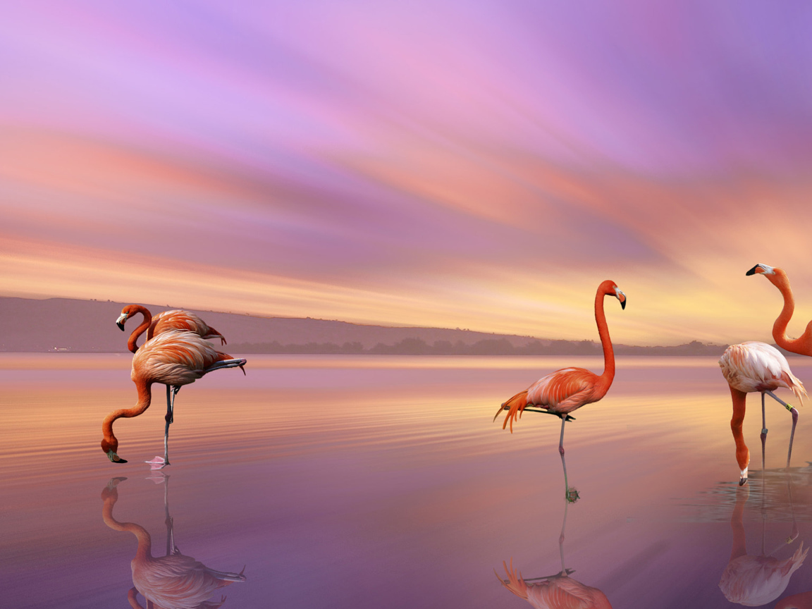 Розовые фламинго отражаются в воде под красивым небом