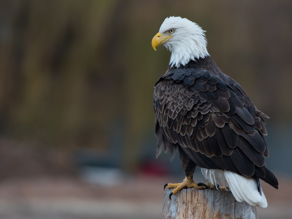 Белоголовый орлан сидит на сухом пне