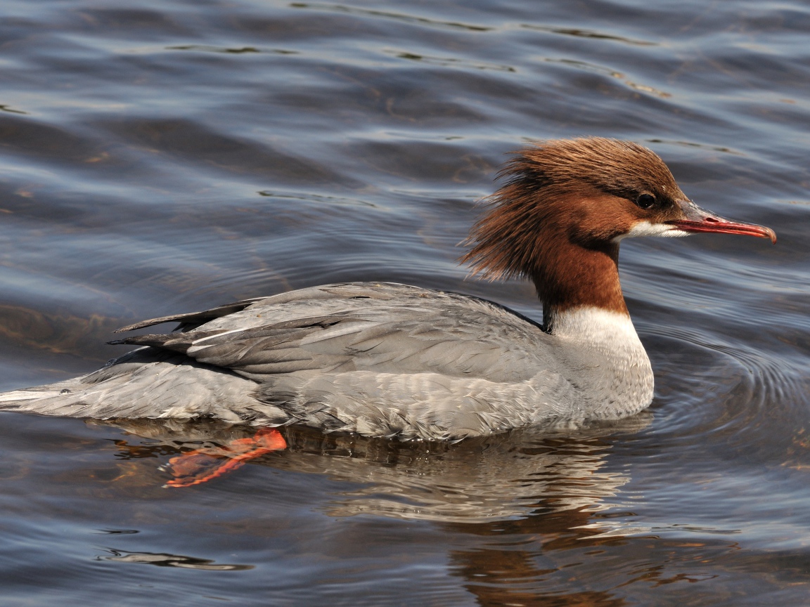 Птица крохаль в воде