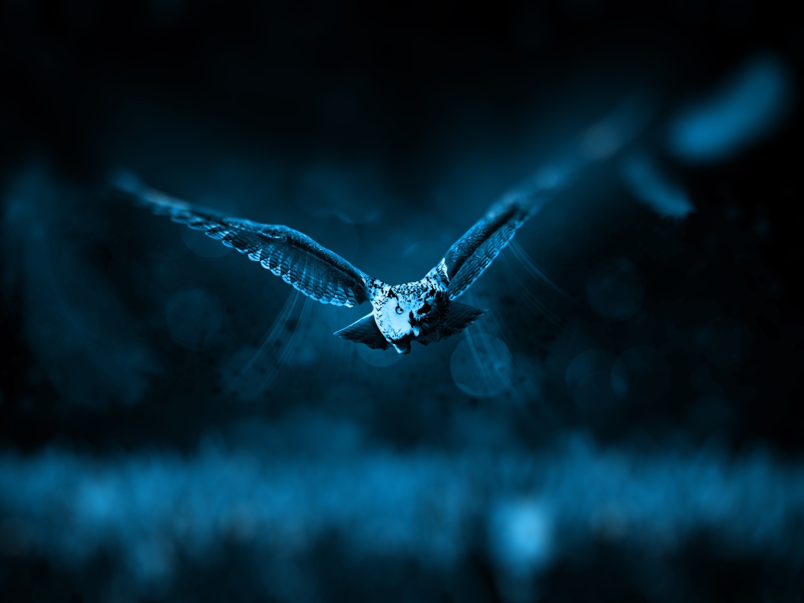 Полет большой совы ночью