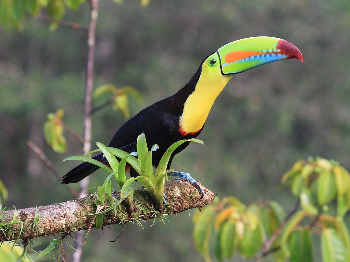 Тукан с длинным клювом сидит на ветке