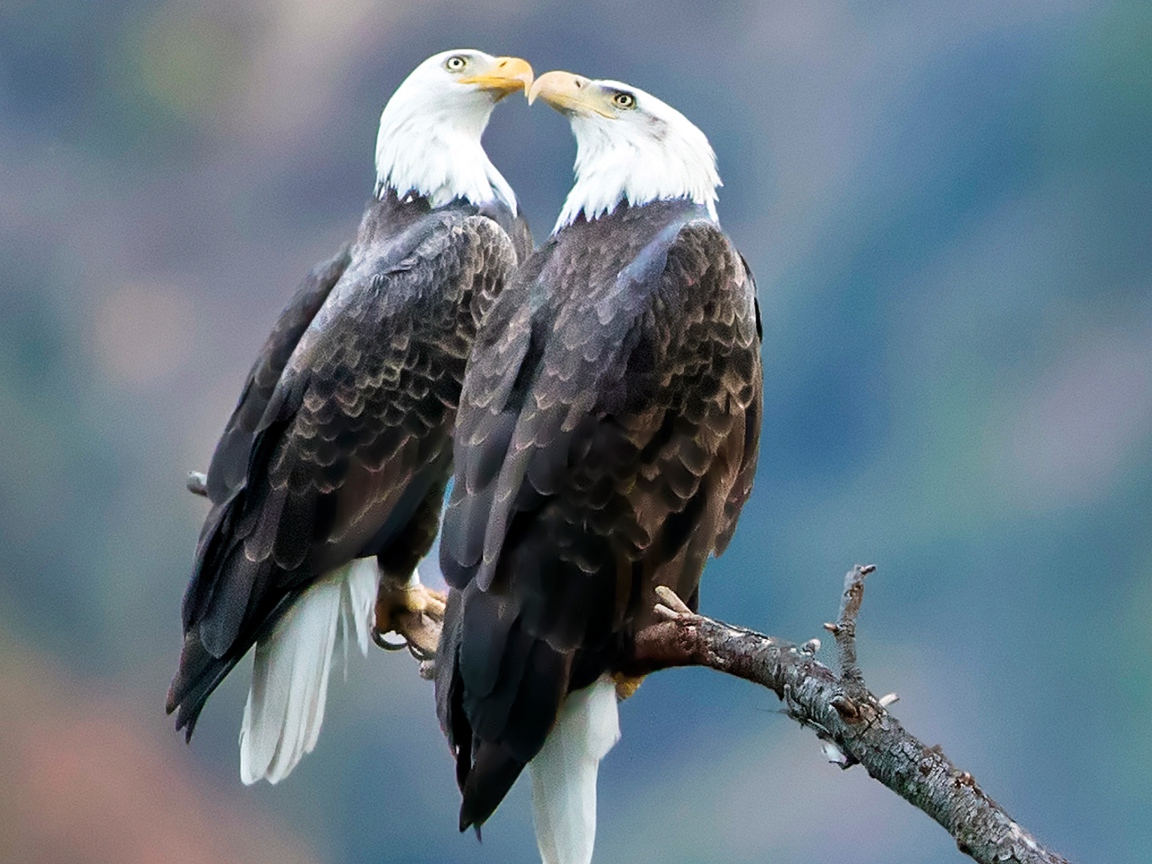 Два белоголовых орлана сидят на ветке