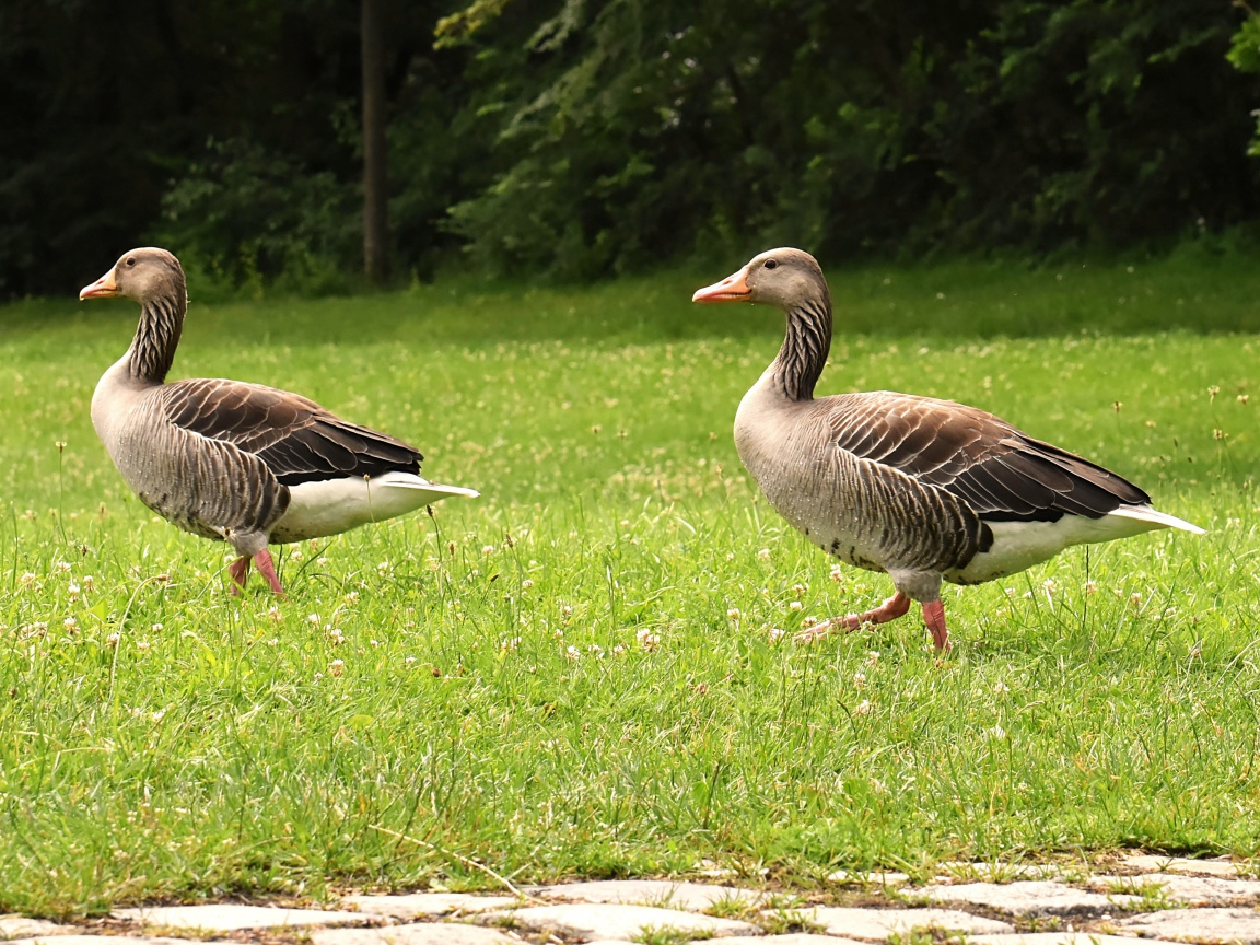 Два серых гуся гуляют по зеленой траве