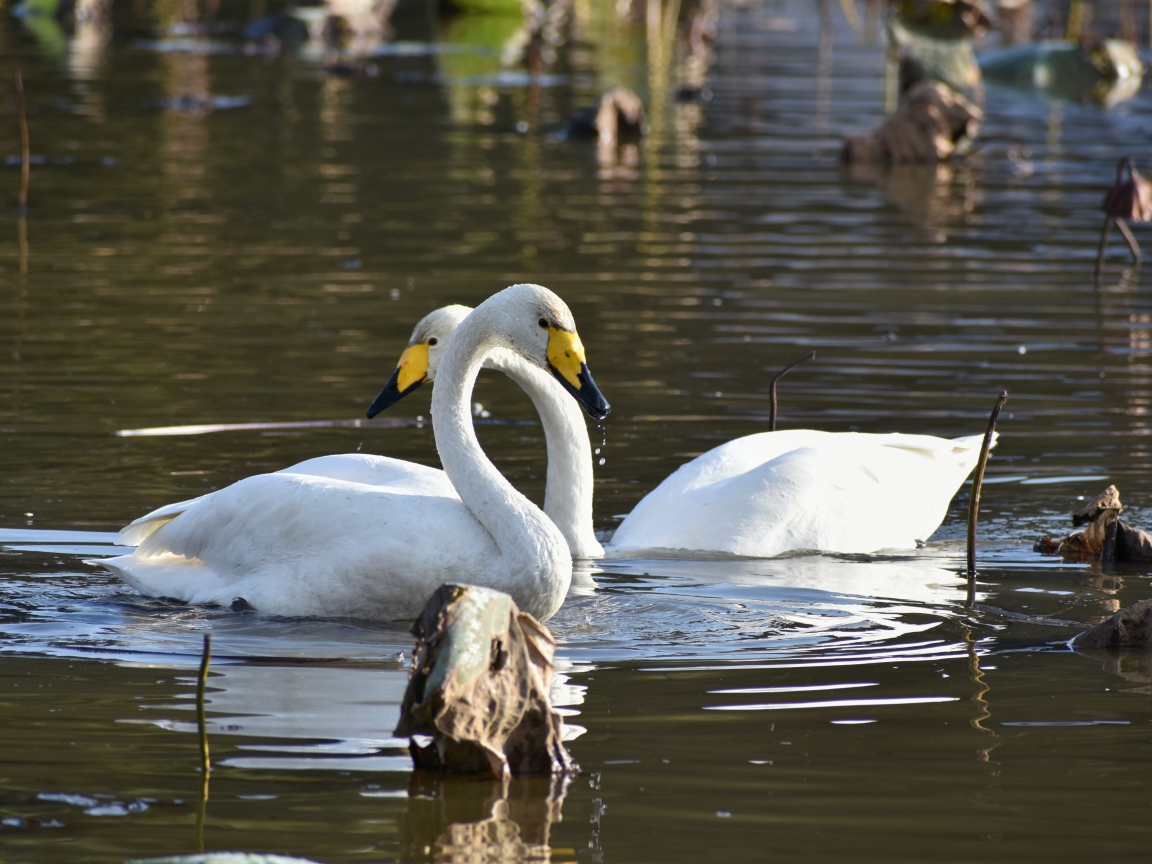 Два белых лебедя плавают в пруду 