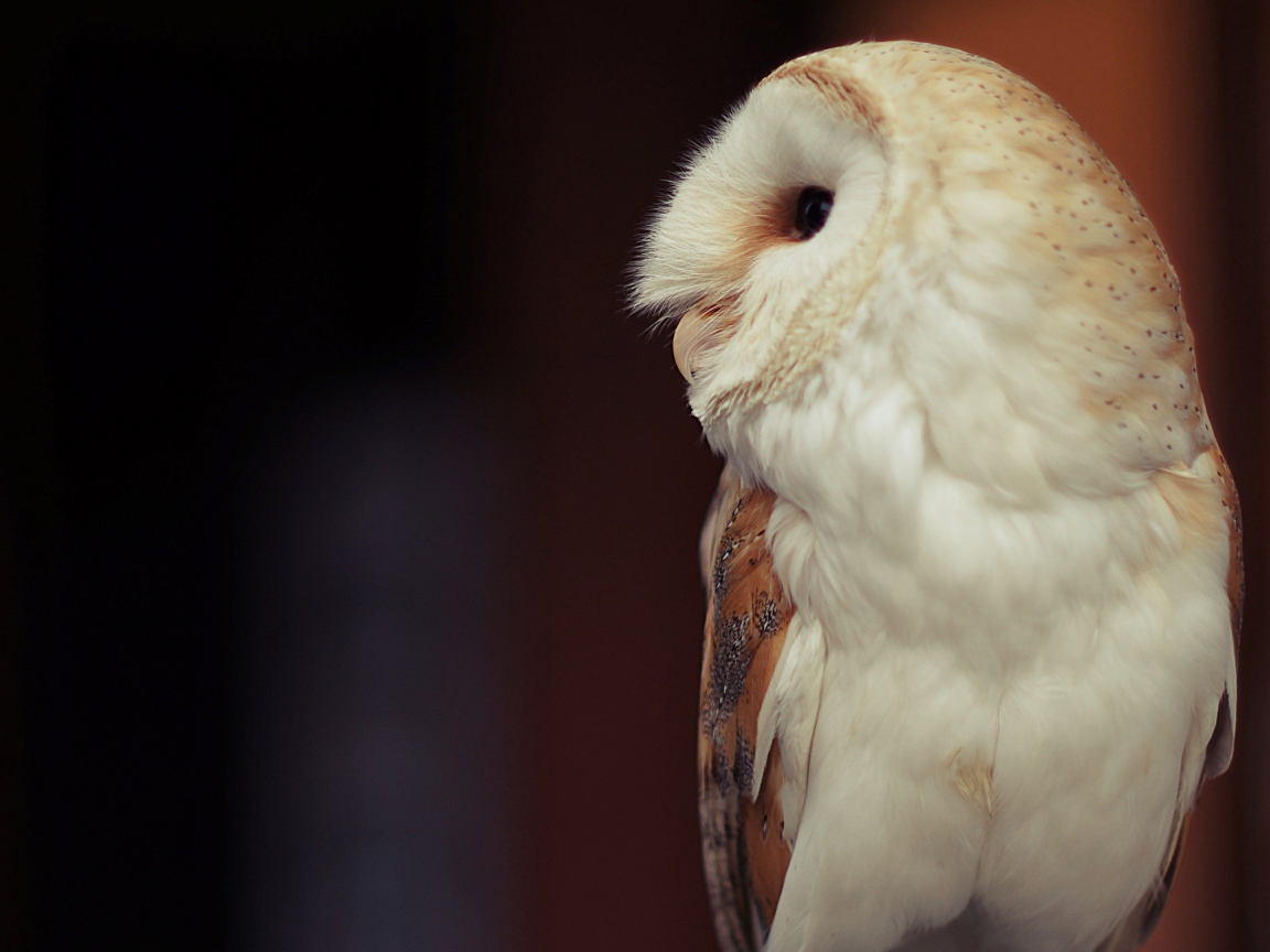 Белая большая сова вид сбоку 
