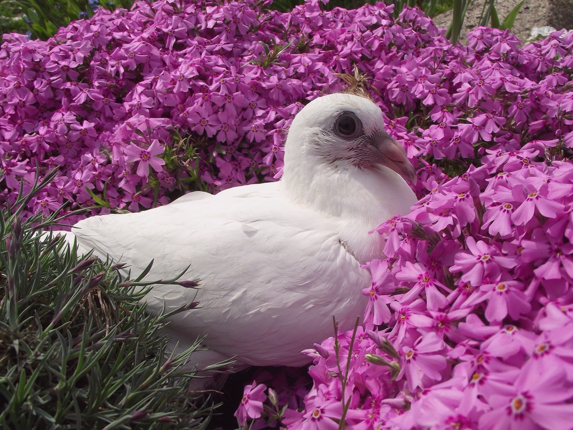 Белый голубь сидит в розовых цветах гвоздики