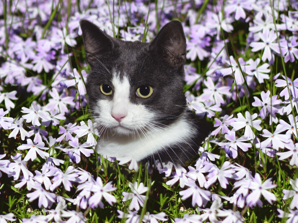 Красивый кот сидит в цветах 