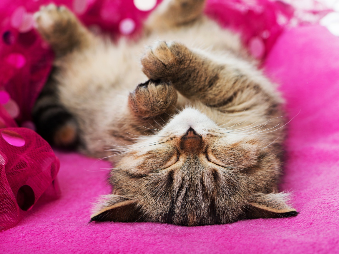 Милый серый котенок спит на розовом покрывале