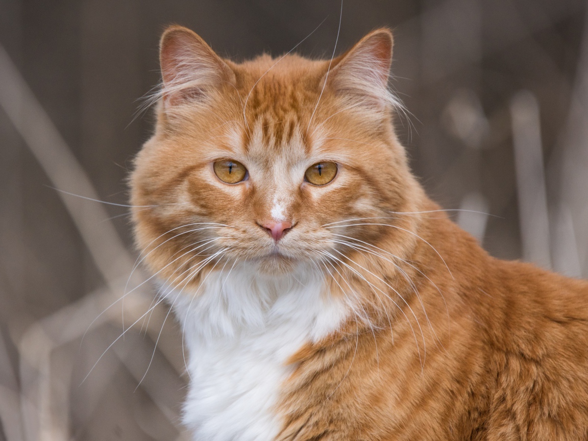 Взгляд красивого рыжего с белым кота 