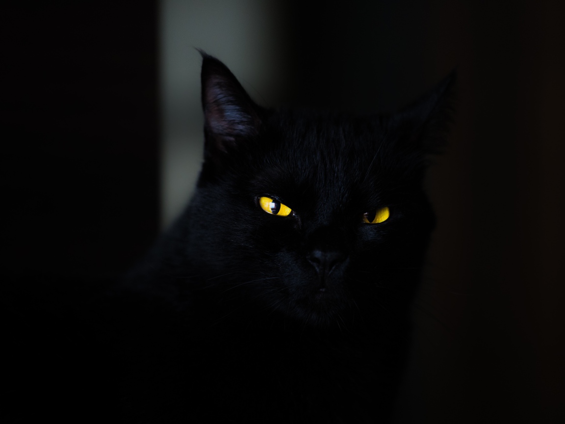 Красивый черный кот с желтыми глазами