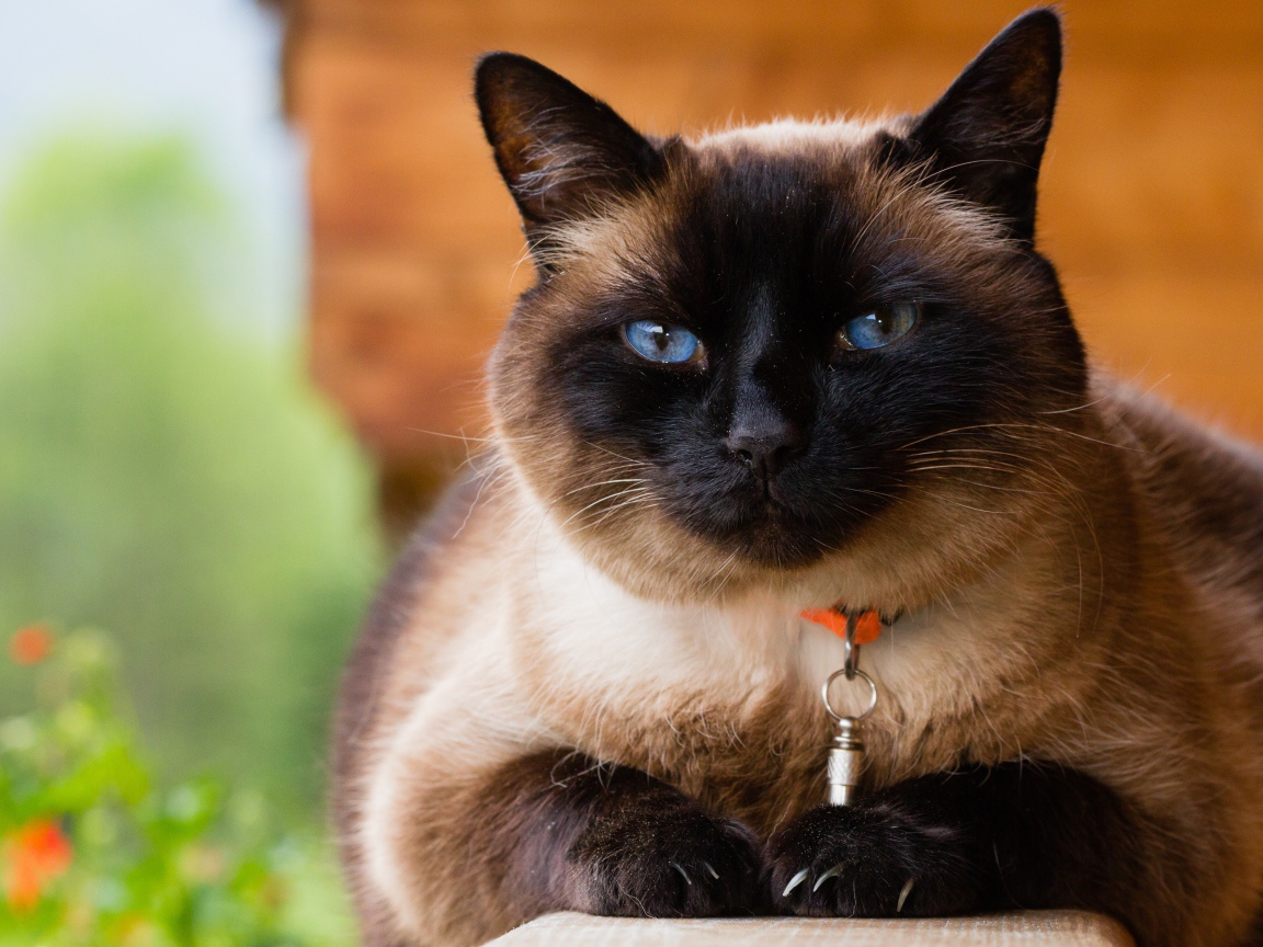 Красивый голубоглазый сиамский кот с ошейником