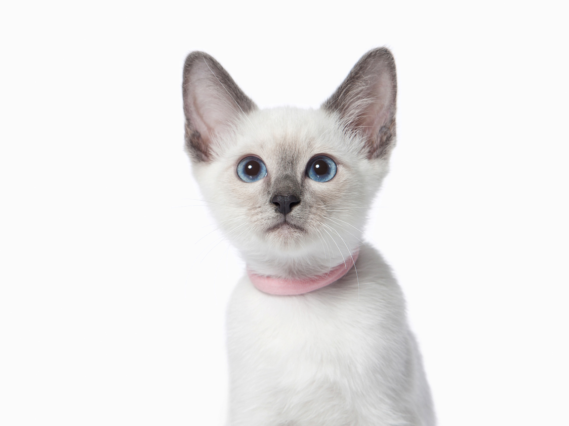 Красивый голубоглазый породистый котенок на белом фоне