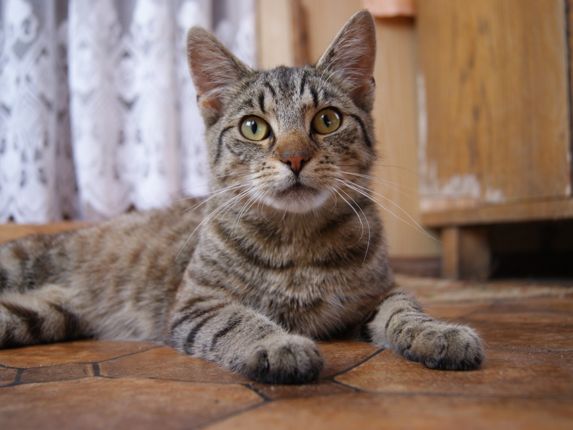 Красивый серый домашний кот