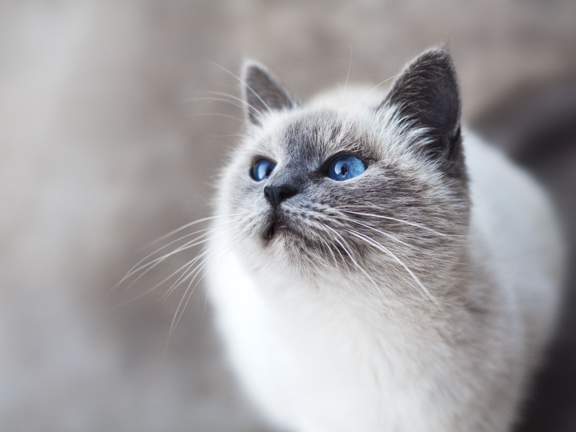 Красивый породистый голубоглазый котенок 