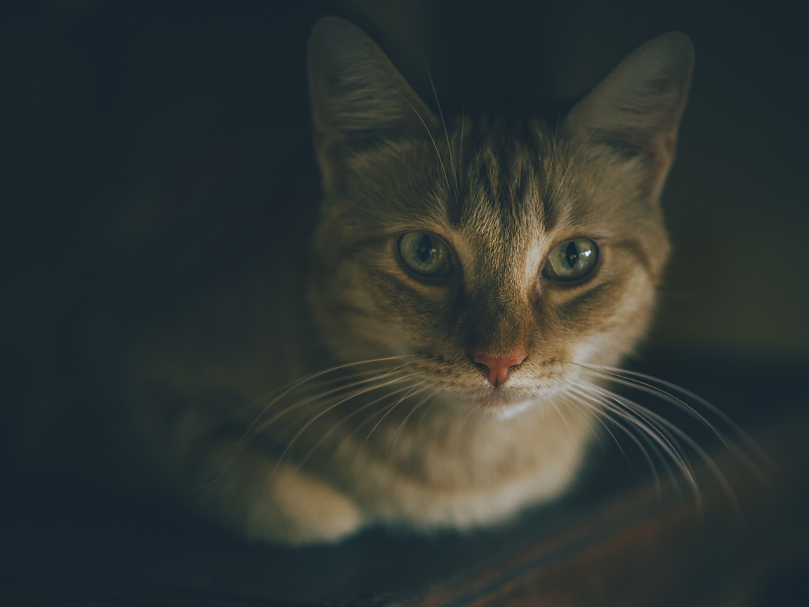 Красивый рыжий кот фото крупным планом