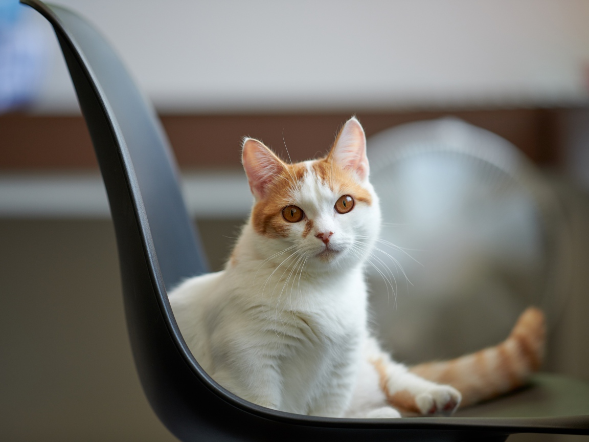 Красивый белый с рыжим кот на стуле