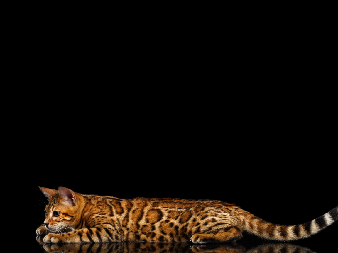 Бенгальская кошка на черном фоне