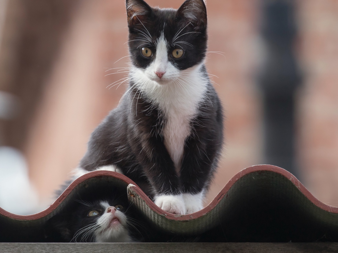 Черно белые коты на крыше 