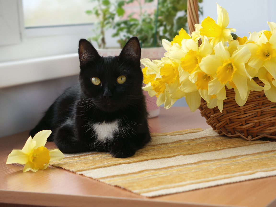 Черный кот у корзины с желтыми нарциссами