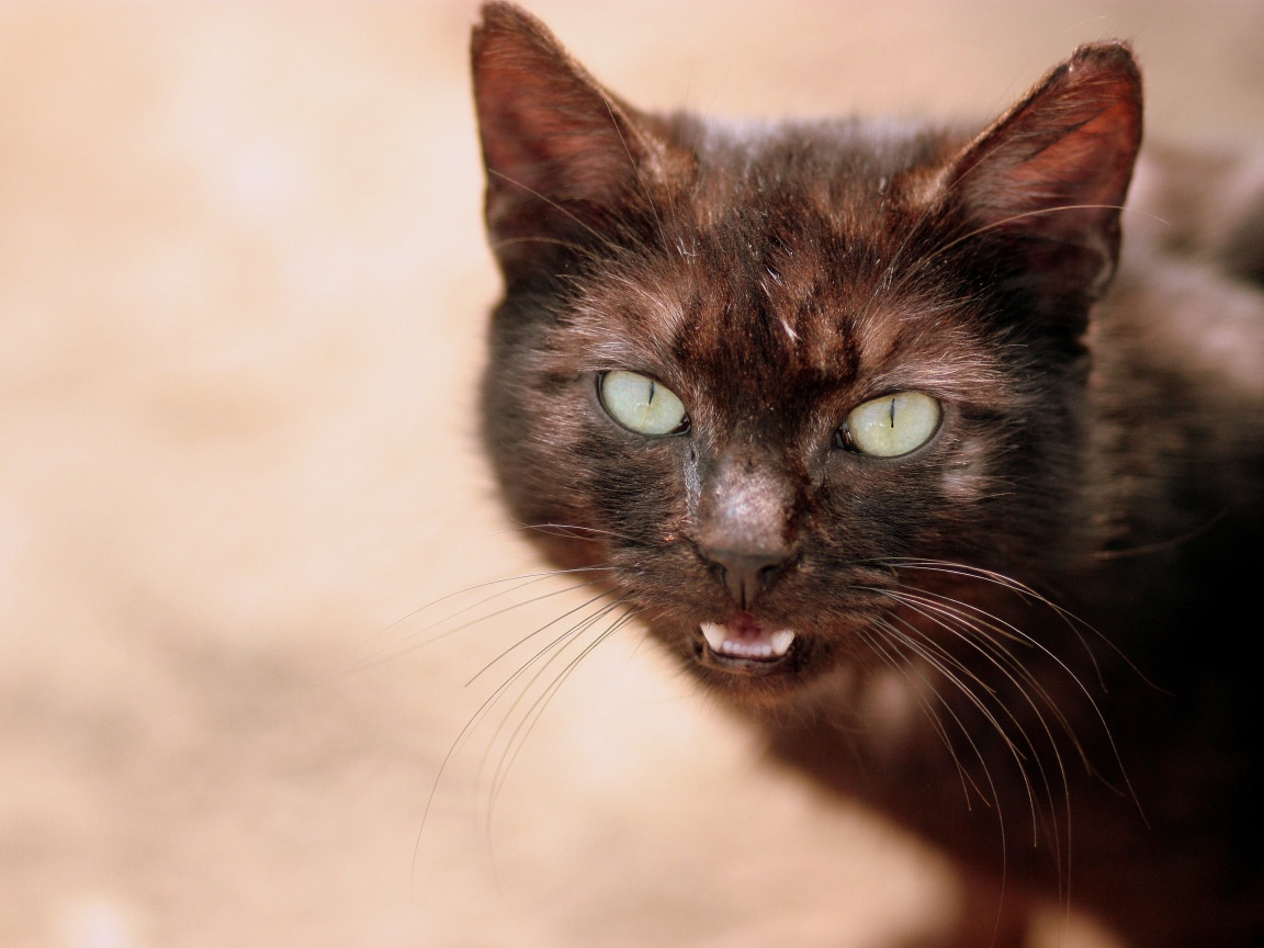 Черный кот мяукает 