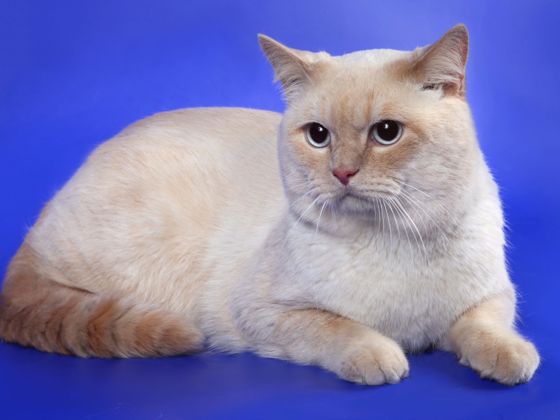 Британская кошка кремовый-пойнт окрас